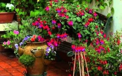 Participa en Concursos de Jardines: ¡Demuestra tu Talento Verde!