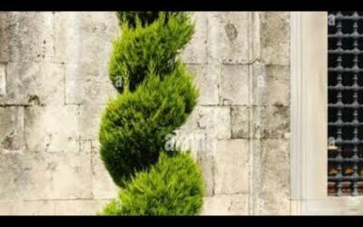 Podar árboles en espiral: técnica eficiente y estética