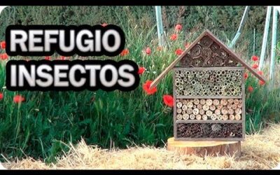 Importancia de los Insectos en los Huertos Urbanos