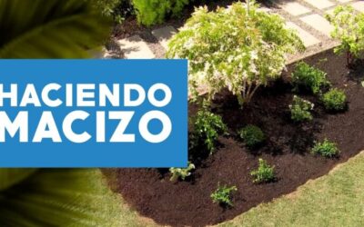 Guía para la Creación de Macizos de Flores: Consejos y Diseños