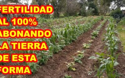 Mejores técnicas de abonado