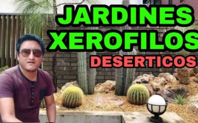 Paisajismo en jardines desérticos: Consejos y ejemplos