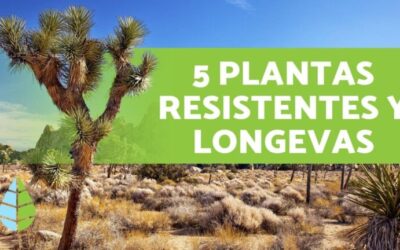 Plantas autóctonas del desierto: una guía completa
