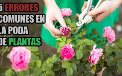 Errores comunes en la poda de árboles: Guía práctica para un cuidado adecuado
