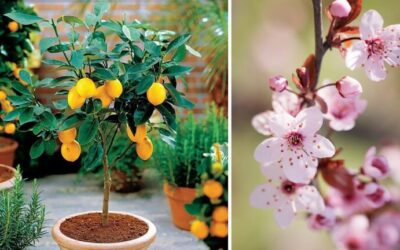 Jardines frutales: belleza y funcionalidad en la decoración