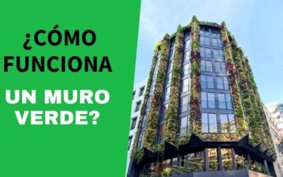Mantenimiento óptimo de muros verdes