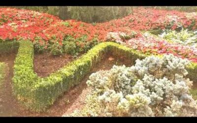 Armonía en el Jardín: Consejos para un Espacio Perfectamente Equilibrado