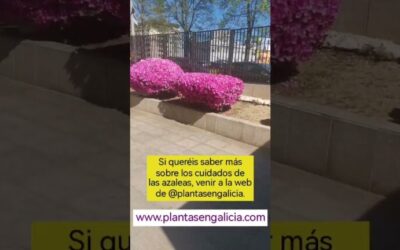 Plantas en Coruña: Guía completa para cultivar en la ciudad