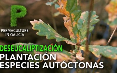 Plantas autóctonas de Galicia: Flora nativa en la región