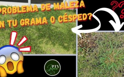 Control de malezas en jardines: métodos efectivos