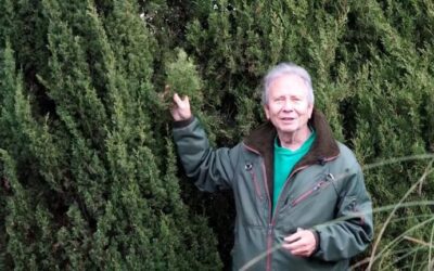 Cipreses y pinos: la esencia de los jardines italianos