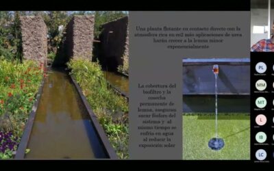 Elementos Clave en Jardines Tropicales