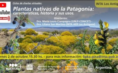 Jardines con plantas autóctonas gallegas: belleza y sostenibilidad