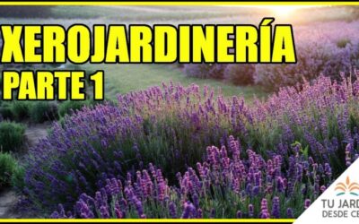 Especies de plantas xerófitas: Adaptación al ambiente árido