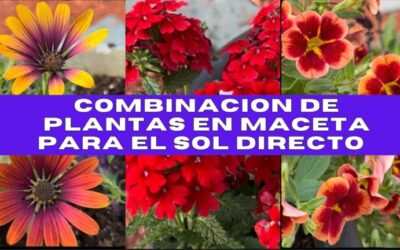 Optimizando la combinación de plantas en jardinería