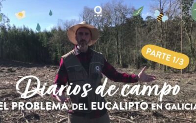 Plantas autóctonas en la jardinería gallega: Una guía práctica