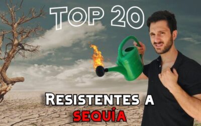 Especies vegetales resistentes al salitre: una solución para la agricultura en suelos salinos