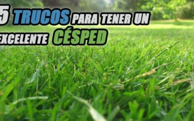 Ventajas de un Jardín Seco: Naturaleza Sostenible y Fácil Mantenimiento
