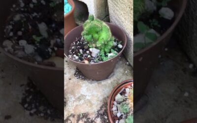 Contrastes en la jardinería: Impacto visual en exteriores