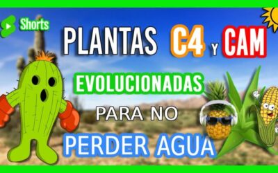 Plantas para climas secos: Adaptación y resistencia