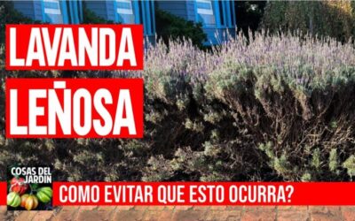 Podas y cuidados en jardines ingleses: Guía completa
