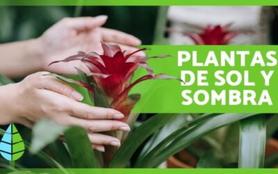 Plantas de sombra para jardines tropicales