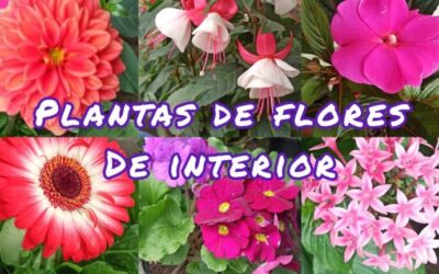 10 Especies Vegetales Llamativas que Debes Conocer