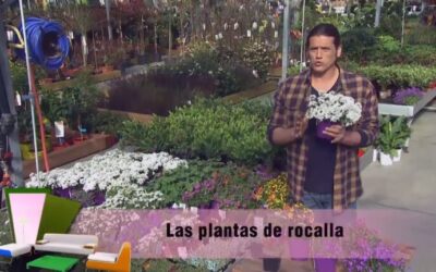 Mejores plantas para jardines de rocalla: Guía de selección