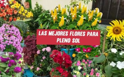 Plantas Tropicales: Adaptadas al Clima Cálido