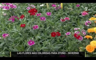 Plantas típicas de jardines en Marruecos