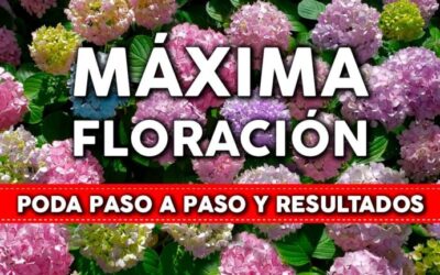 Plantas herbáceas y arbustos para jardines en Coruña