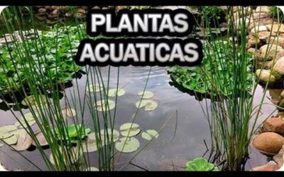 Plantas flotantes: la clave para un jardín acuático espectacular