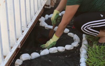 Combinaciones de Plantas para Jardines de Rocas: Guía de Diseño