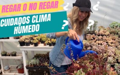Jardines de Cactus: Belleza en Climas Secos