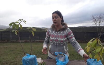 Guía de cuidado de cactus y suculentas en Coruña