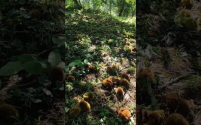 Las mejores plantas de otoño para Galicia