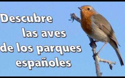 Aves en los jardines de Coruña: Especies destacadas